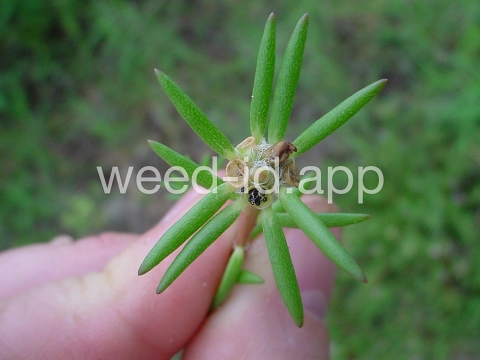 purslane, pink